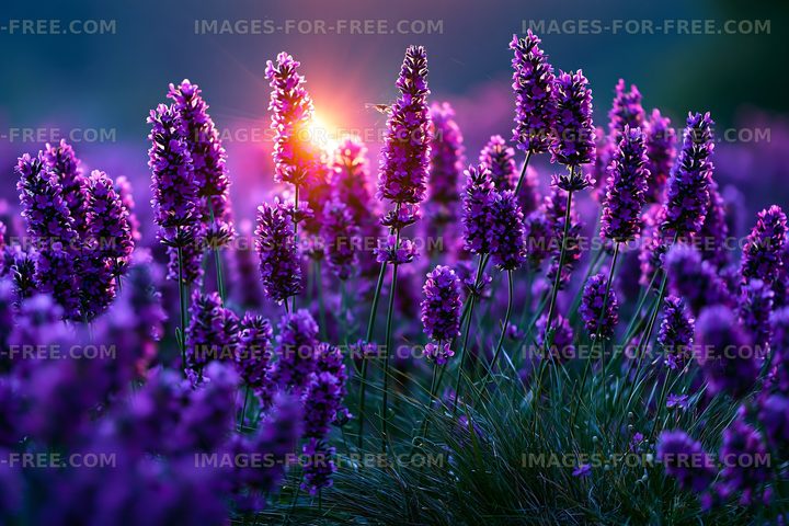 Lavender flowers bloom in field during sunset