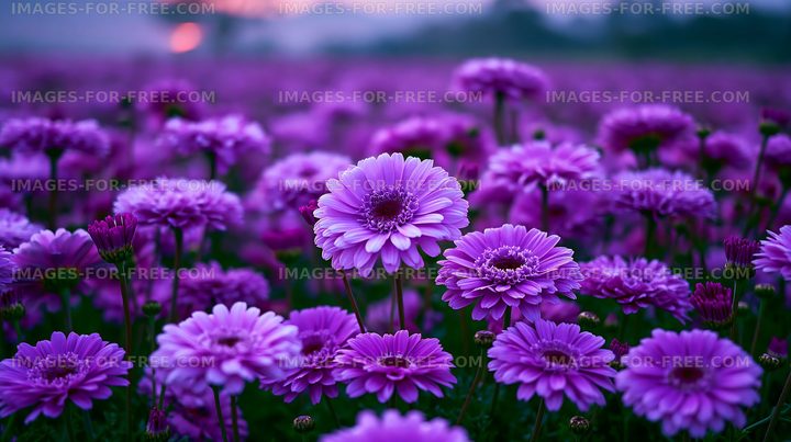 Vibrant purple flowers in a blooming field during sunset