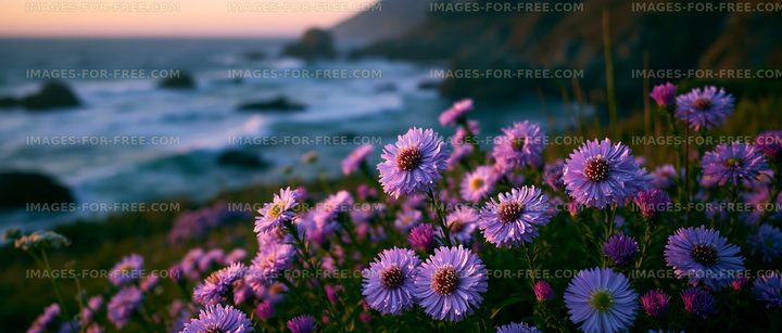 Wildflowers near the ocean at sunset on a coastal cliff