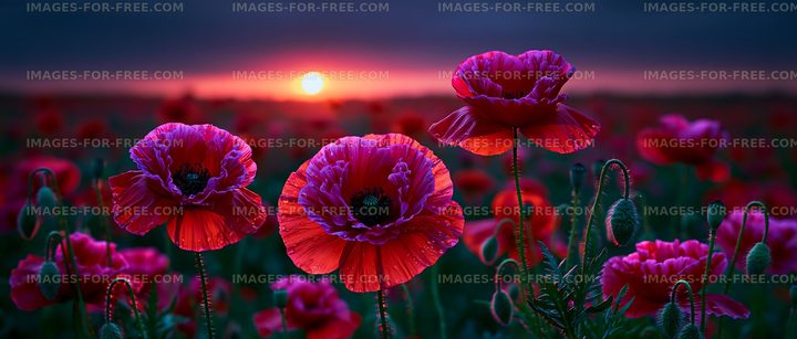 Sunset over a field of blooming poppy flowers