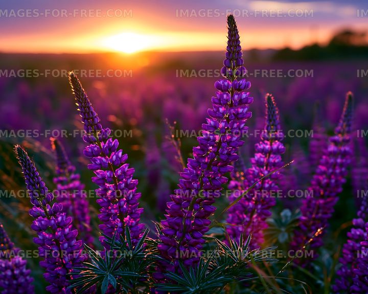 Sunset over purple flowers in a field