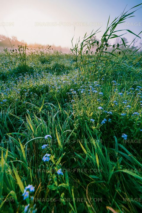 Morning dew on wildflowers in a grassy field