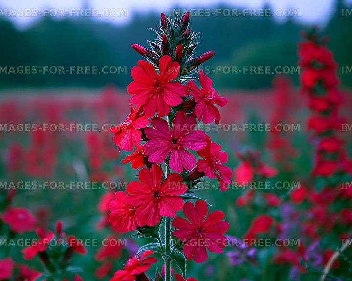 Bright red flowers bloom in a field during daytime