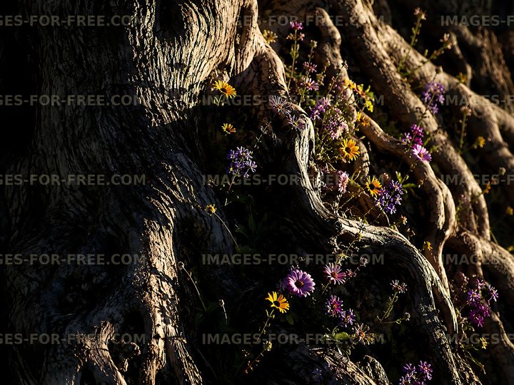 Roots intertwined with colorful flowers in sunlight