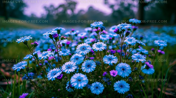 Blue flowers blooming in a field during daytime