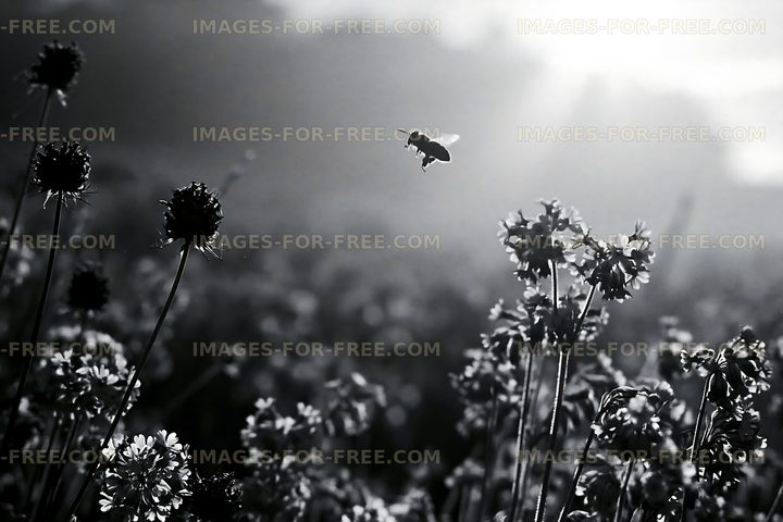 Bee hovering over flowers in a field