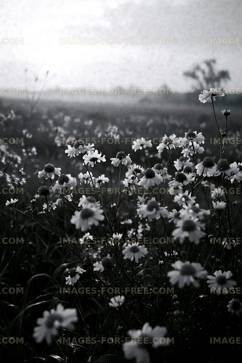 Black and white field of daisies with soft background light