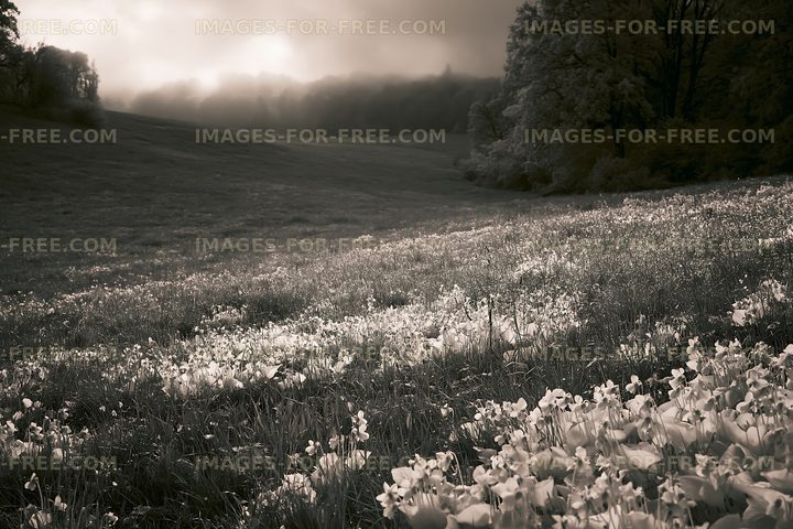 Morning light shines on a field of flowers in black and white