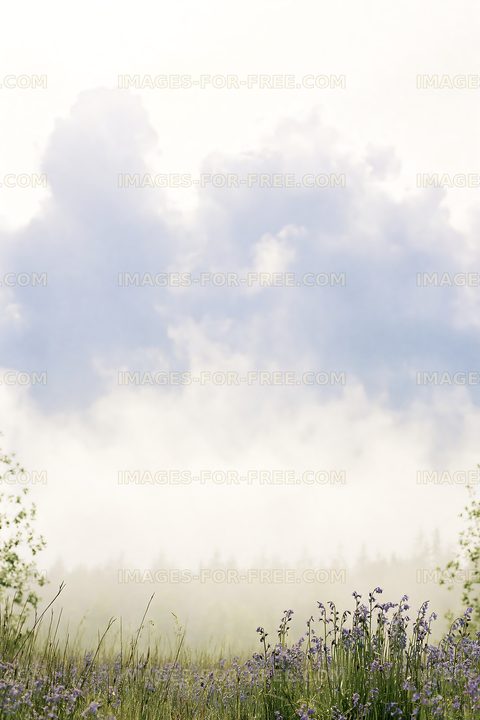 Morning mist over a field with blooming flowers