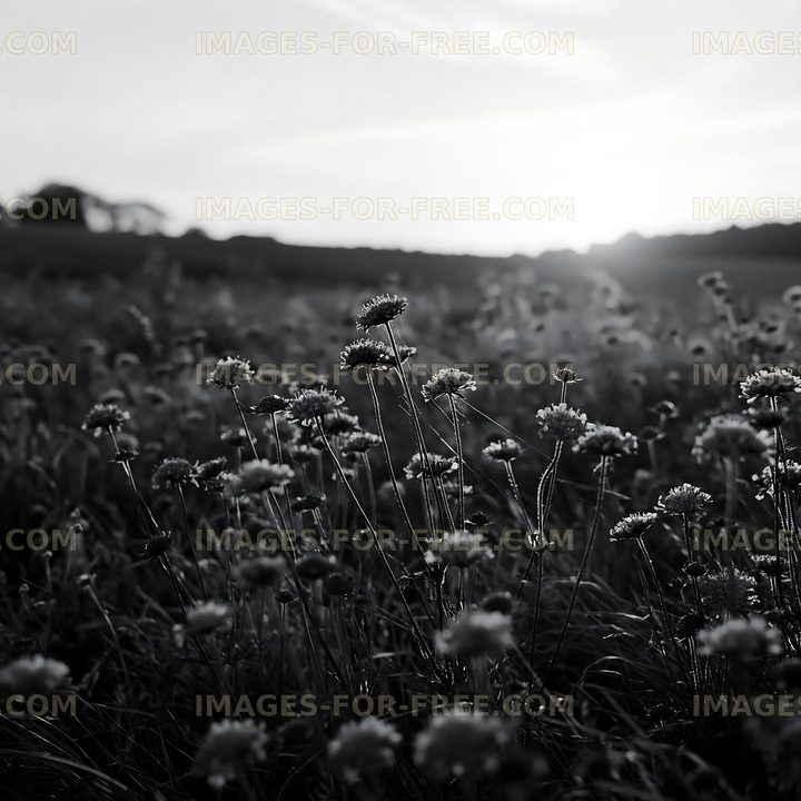 Wildflowers in a field at sunset
