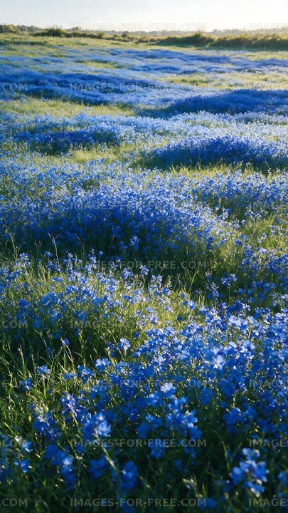 Vast field of blue flowers under natural light