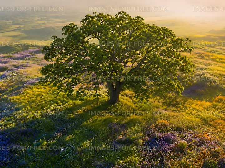 Lone tree surrounded by vibrant wildflowers at sunrise