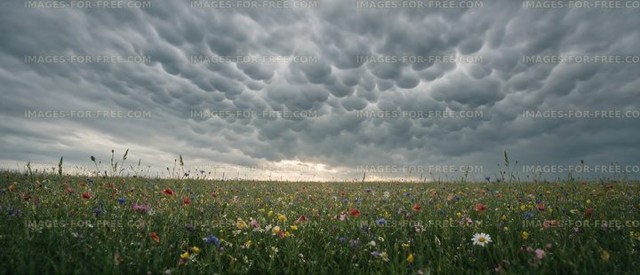 Mammatus clouds over a colorful flower field at sunset
