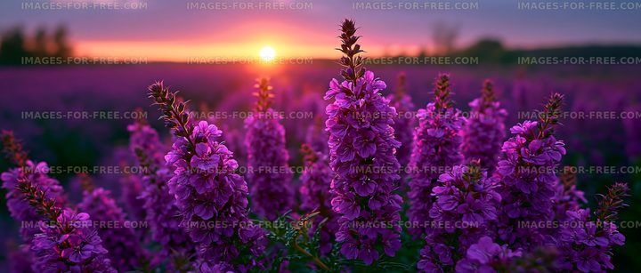 Purple flowers bloom at sunset in a field