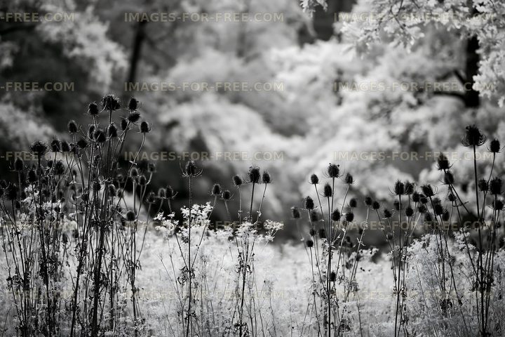 Black and white scene showing wildflowers and grass