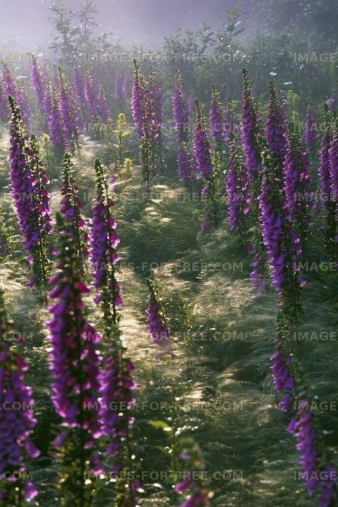 Purple flowers in a field during morning light