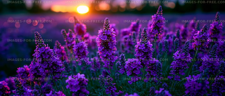 Lavender field during sunset with vibrant flowers in bloom