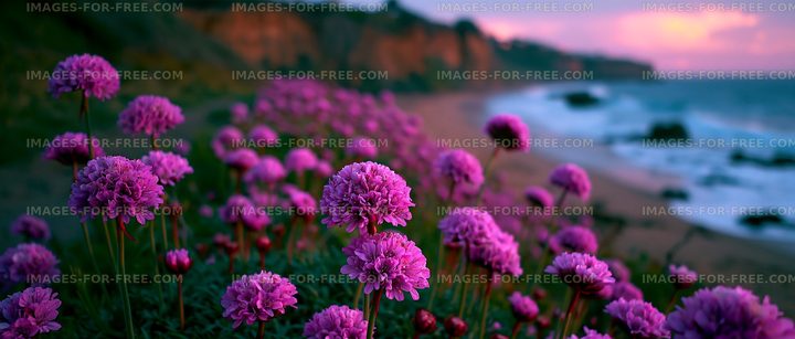 Flowers blooming by the ocean at sunset near cliffs