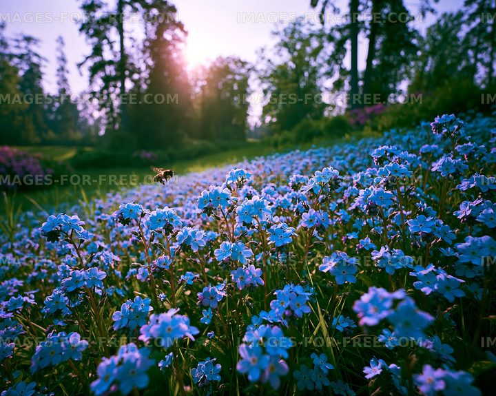 Sunny field of blue flowers with bee flying at sunset