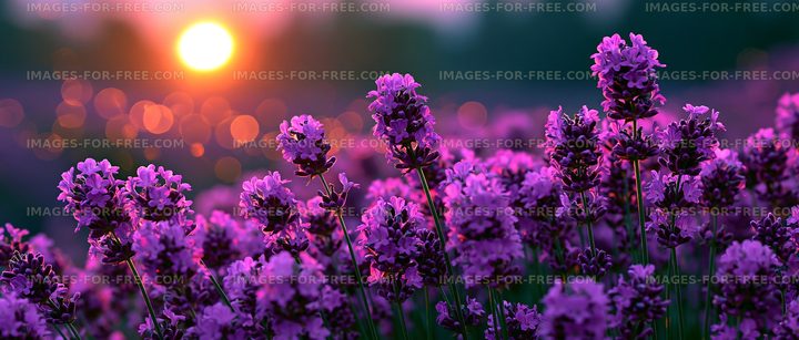 Lavender fields at sunset with warm lighting