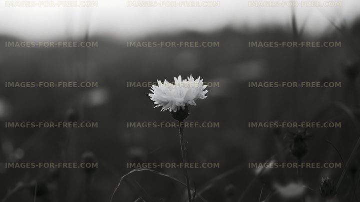 Single white flower in a black and white field