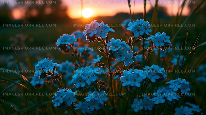 Flowers blooming at sunset in a green field